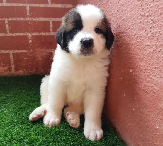 Saint Bernard   Puppies   for sale in India