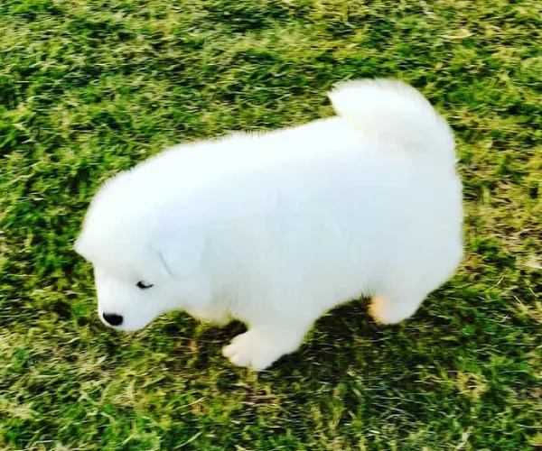 Samoyed  puppies  for sale in India
