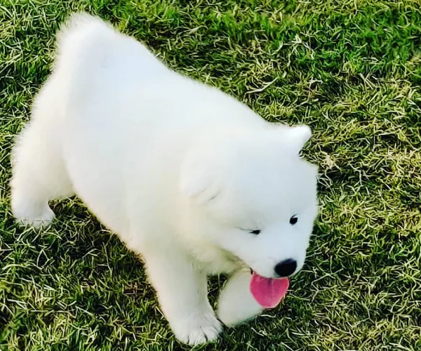 Samoyed  puppies  for sale in India
