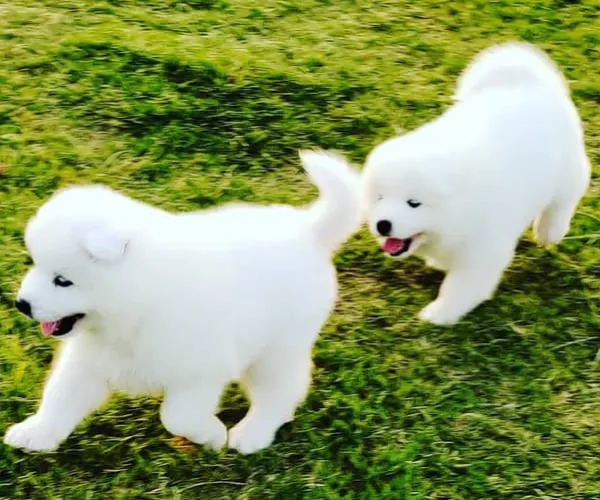 Samoyed   Puppies   for sale in India