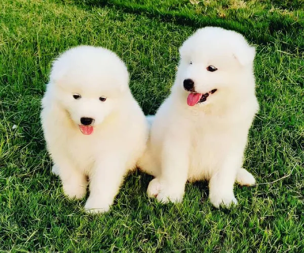 Samoyed   Puppies   for sale in India