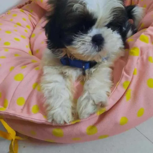 Shih Tzu  puppies  for sale in India