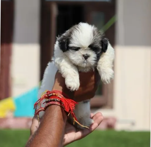Shih Tzu  puppies  for sale in India