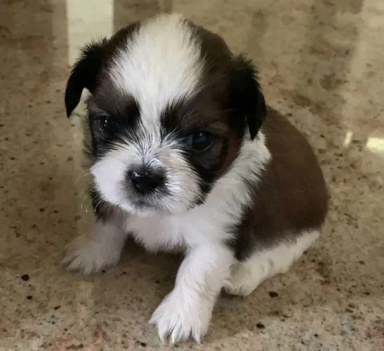 Shih Tzu   Puppies   for sale in India