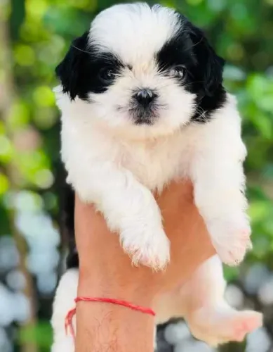 Shih Tzu   Puppies   for sale in India