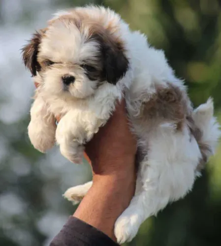 Buy Shih Tzu puppy in India