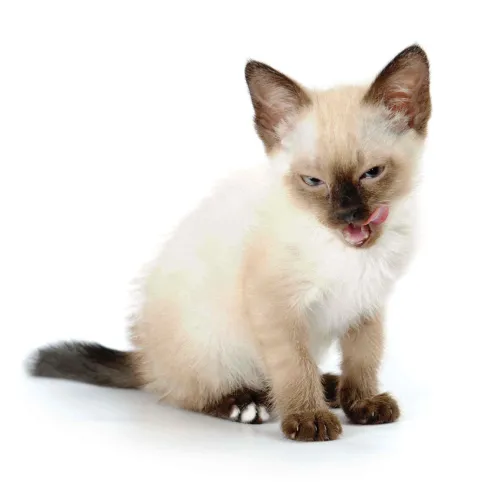 Siamese  kittens  for sale in India