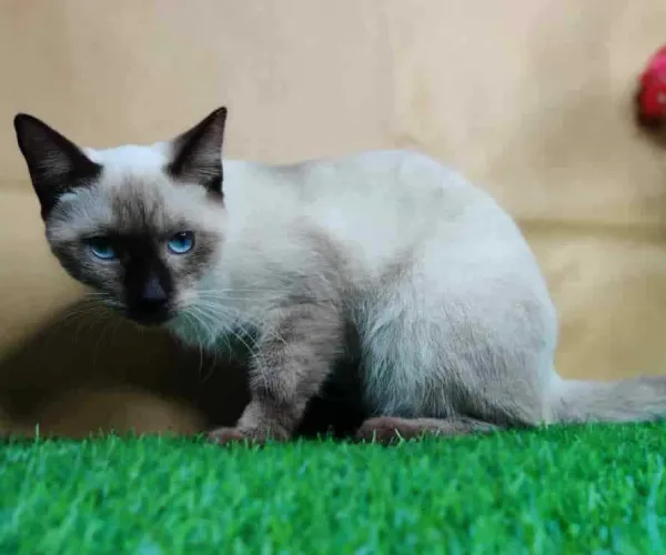 Siamese  kittens  for sale in India