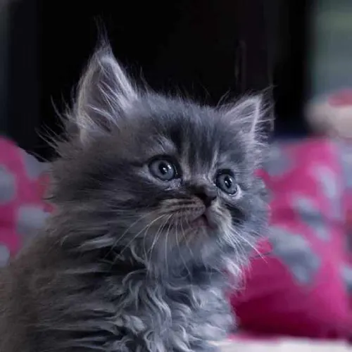 Siberian  kittens  for sale in India