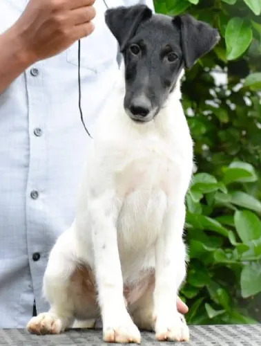 Smooth Fox Terrier  puppies  for sale in India