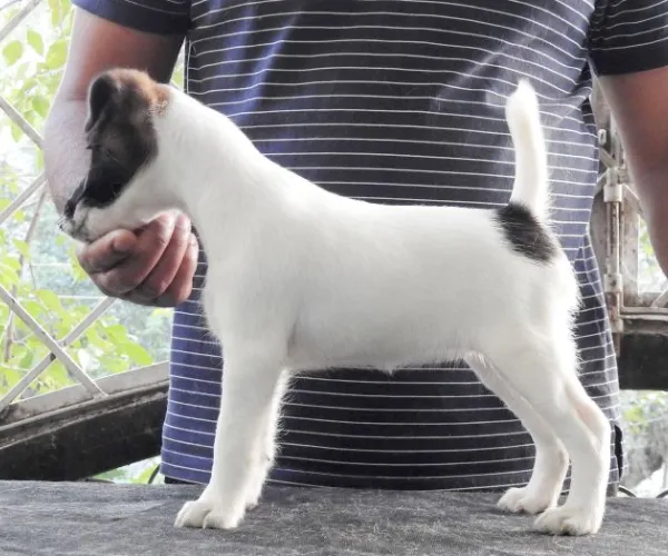 Smooth Fox Terrier   Puppies   for sale in India