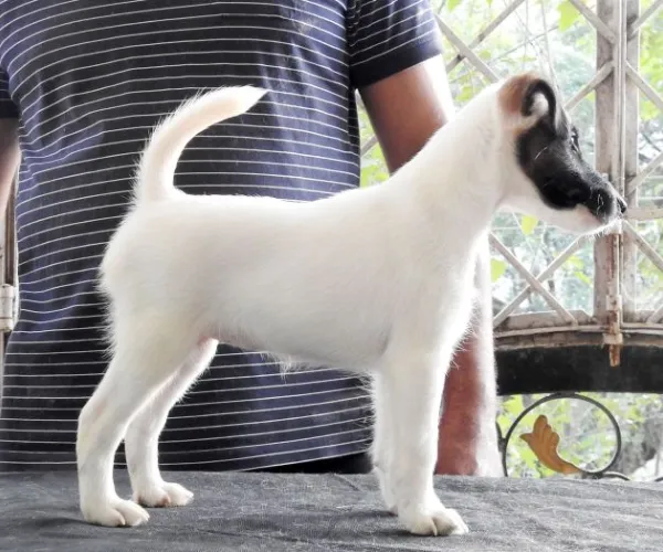 Smooth Fox Terrier   Puppies   for sale in India