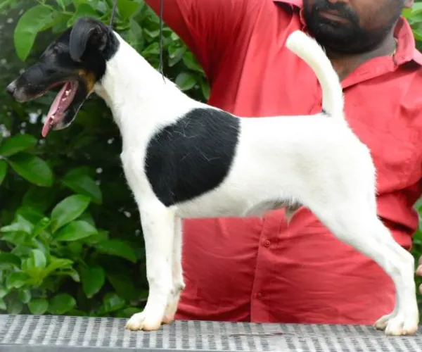 Smooth Fox Terrier  puppies  for sale in India