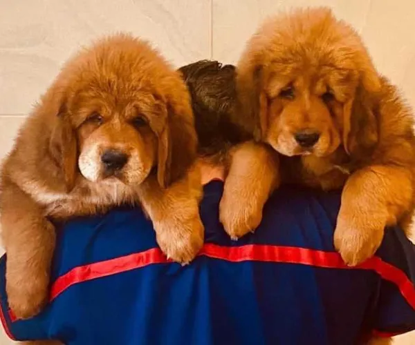 Tibetan Mastiff  puppies  for sale in India