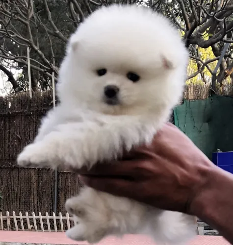 Toy Pom   Puppies   for sale in India