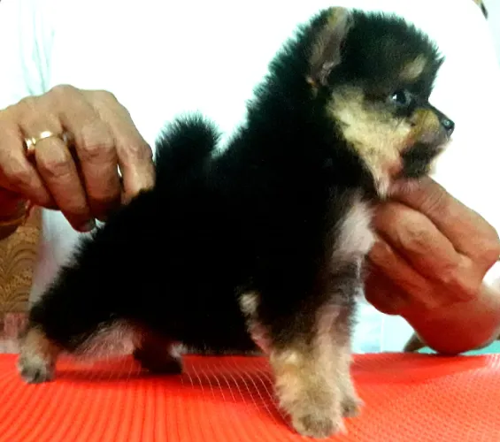 Toy Pom   Puppies   for sale in India
