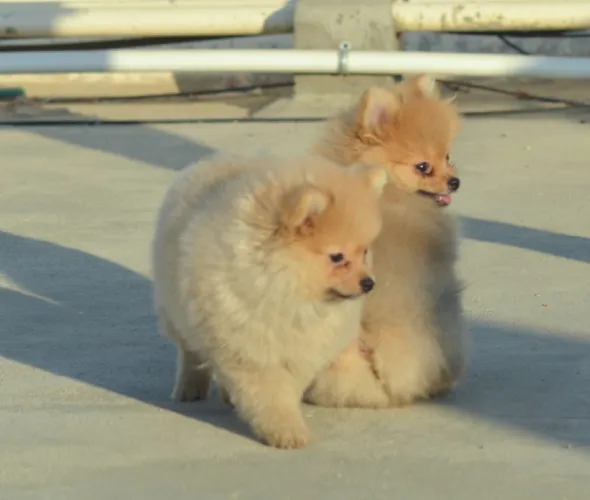 Toy Pom  puppies  for sale in India