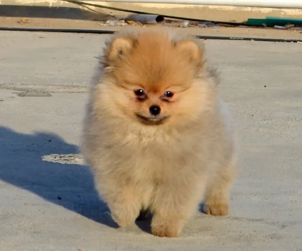 Toy Pom  puppies  for sale in India