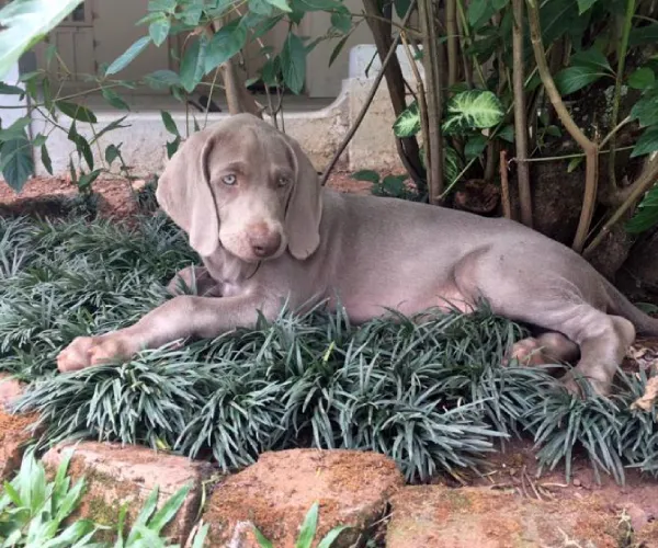 Weimaraner  puppies  for sale in India
