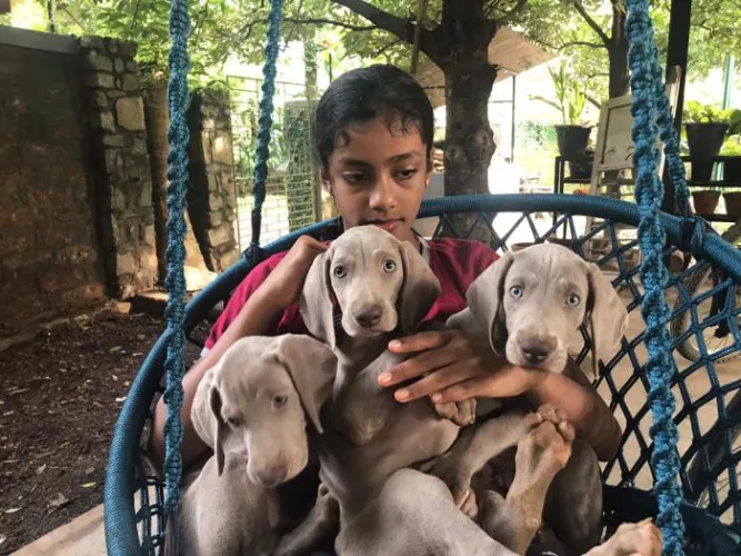 Weimaraner   Puppies   for sale in India
