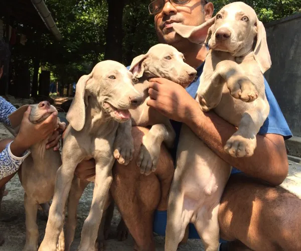 Weimaraner  puppies  for sale in India
