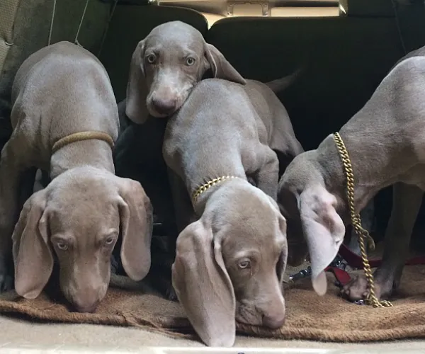 Weimaraner   Puppies   for sale in India