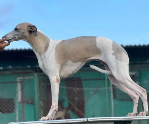 Whippet  puppies  for sale in India