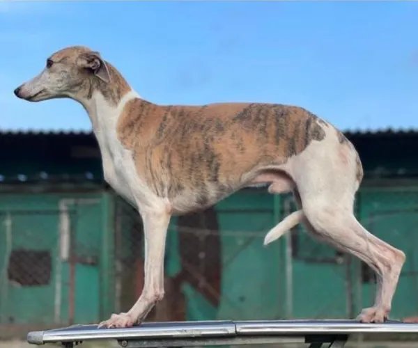 Whippet  puppies  for sale in India