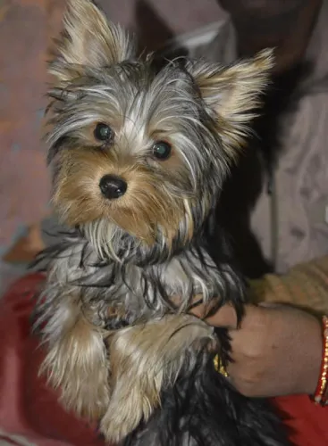 Yorkshire Terrier   Puppies   for sale in India