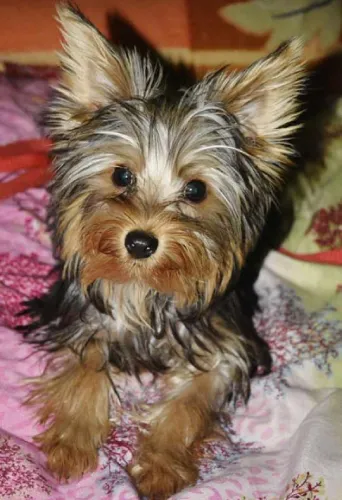 Yorkshire Terrier  puppies  for sale in India