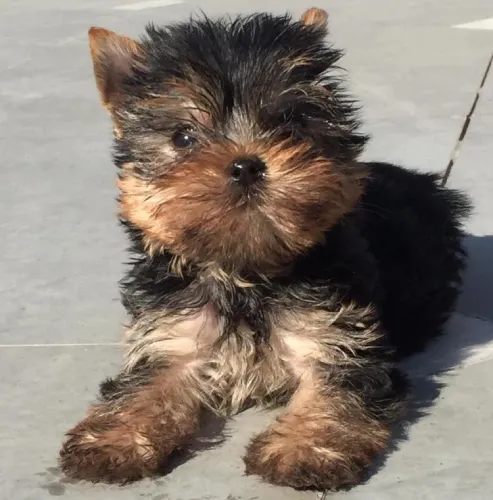 Yorkshire Terrier  puppies  for sale in India