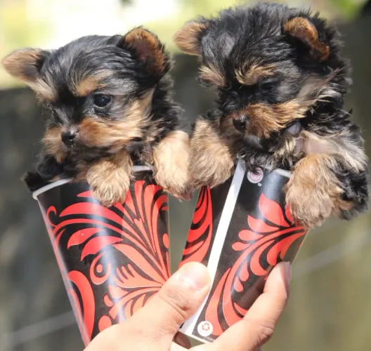 Yorkshire Terrier   Puppies   for sale in India
