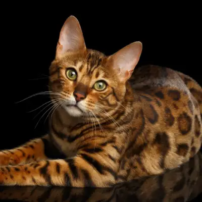 Buy Bengal cats in India