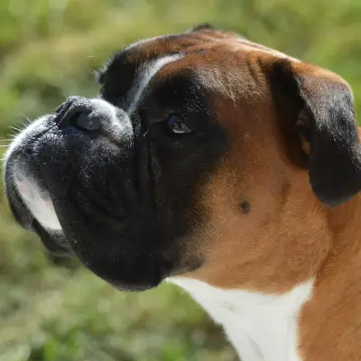 Buy Boxer puppies in India