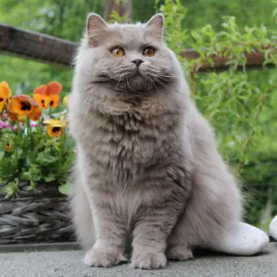 Buy British Longhair cats in India