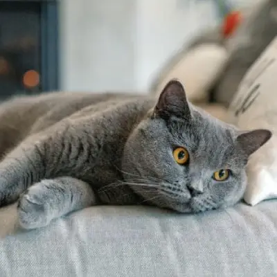 Buy British Shorthair cats in India