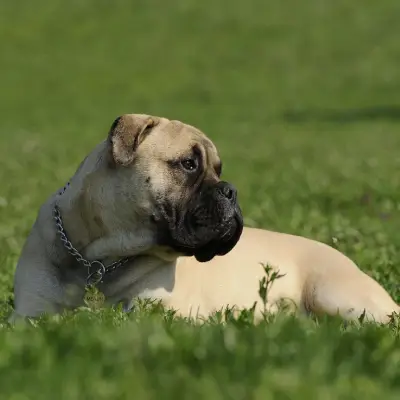 Puppies for sale in Kota