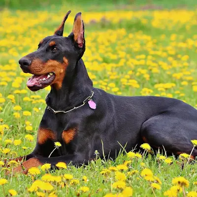 Buy Doberman puppies in India