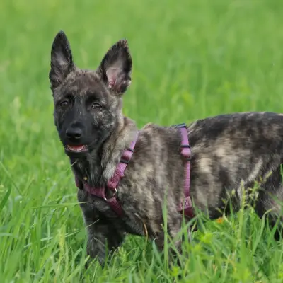 Puppies for sale in Kota