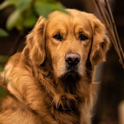 Buy Golden Retriever puppies in India