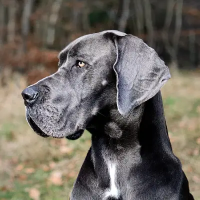 Buy Great Dane puppies in India