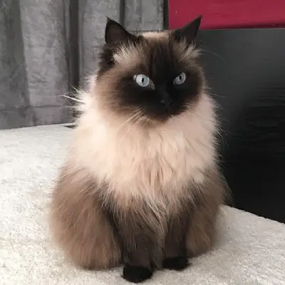 Buy Himalayan cats in India