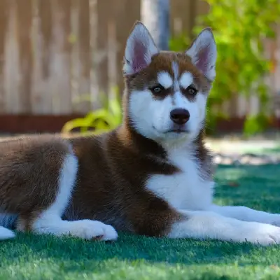 Buy Siberian Husky puppies in India