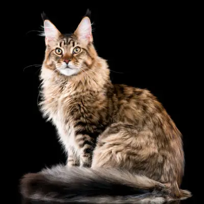 Buy Maine Coon cats in India