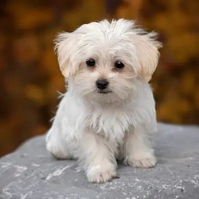 Buy Maltese puppies in India