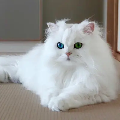 Buy Persian cats in India