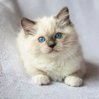 Buy Ragdoll cats in India