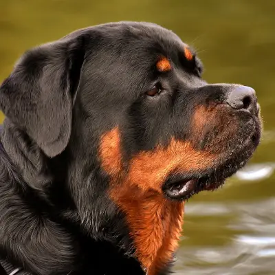 Buy Rottweiler puppies in India