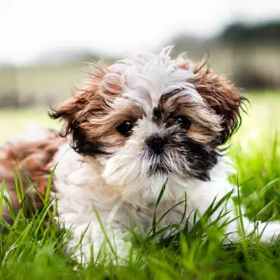 Buy Shih Tzu puppies in India