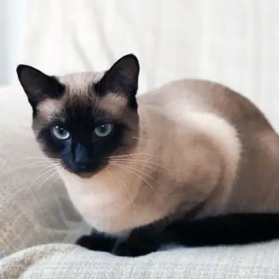 Buy Siamese cats in India